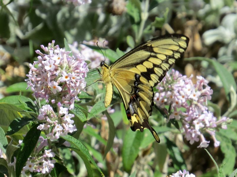 Central Arizona Butterfly Association