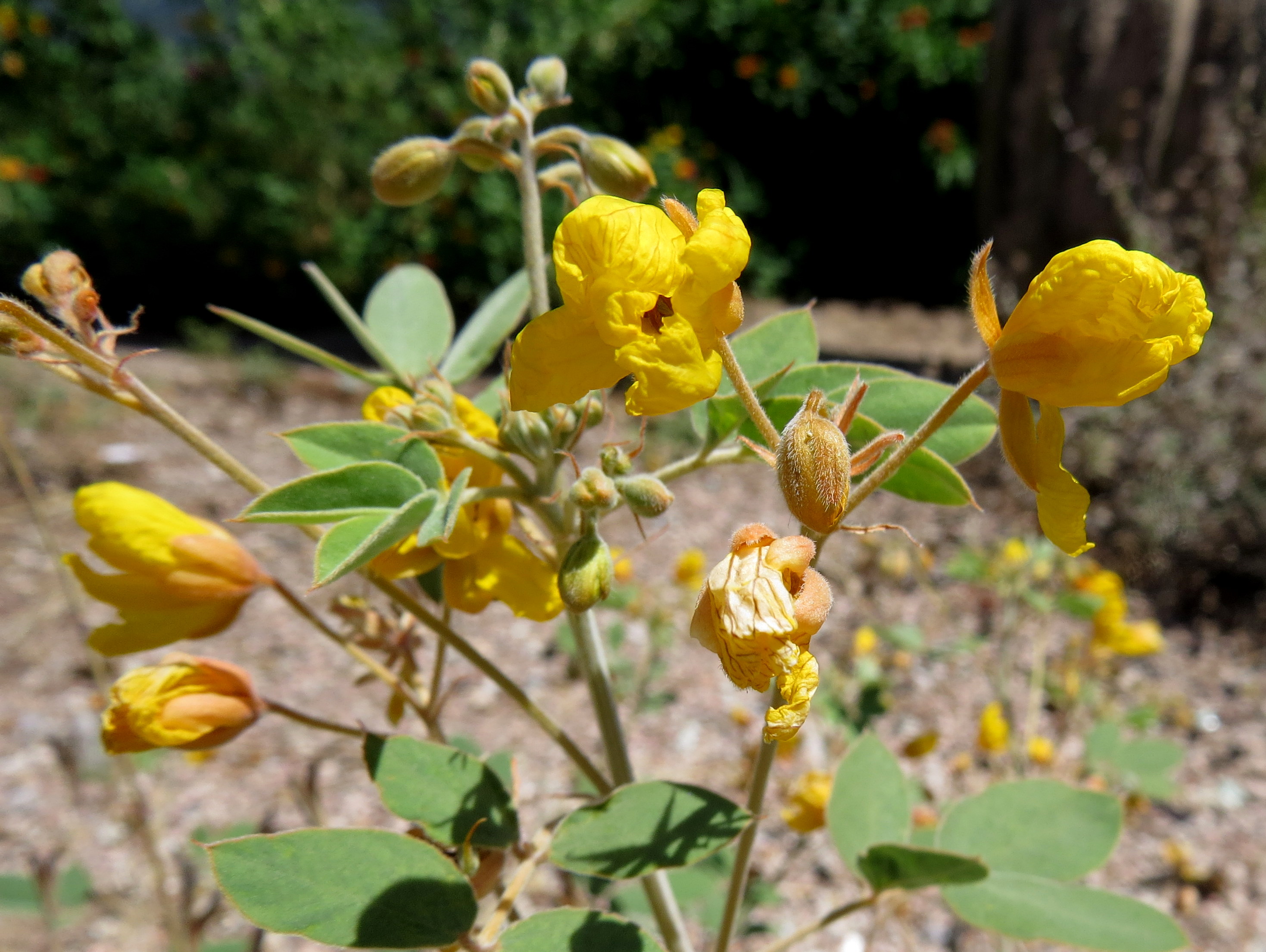 Central Arizona Butterfly Association